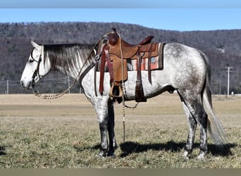 American Quarter Horse, Wałach, 5 lat, 150 cm, Siwa