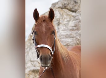 American Quarter Horse, Wałach, 5 lat, 151 cm, Kasztanowata