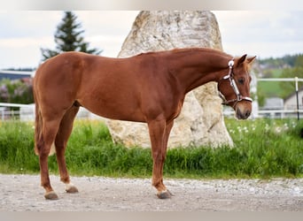 American Quarter Horse, Wałach, 5 lat, 151 cm, Kasztanowata