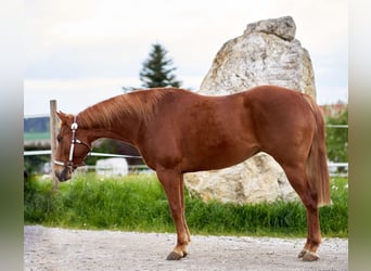 American Quarter Horse, Wałach, 5 lat, 151 cm, Kasztanowata