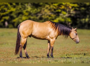 American Quarter Horse, Wałach, 5 lat, 152 cm, Bułana