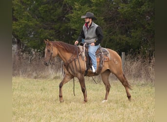 American Quarter Horse, Wałach, 5 lat, 152 cm, Bułana