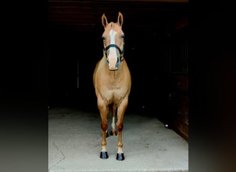 American Quarter Horse, Wałach, 5 lat, 152 cm, Bułana