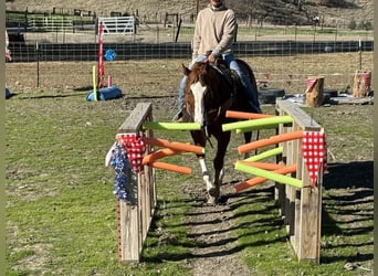 American Quarter Horse, Wałach, 5 lat, 152 cm, Ciemnokasztanowata