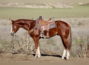 American Quarter Horse, Wałach, 5 lat, 152 cm, Ciemnokasztanowata