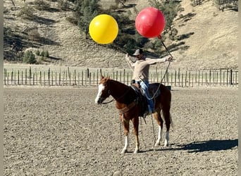 American Quarter Horse, Wałach, 5 lat, 152 cm, Ciemnokasztanowata