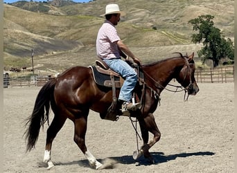 American Quarter Horse, Wałach, 5 lat, 152 cm, Ciemnokasztanowata