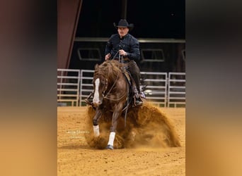 American Quarter Horse, Wałach, 5 lat, 152 cm, Cisawa