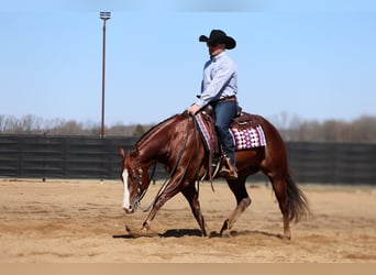 American Quarter Horse, Wałach, 5 lat, 152 cm, Cisawa