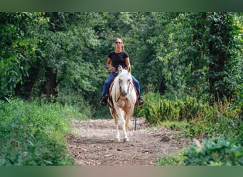 American Quarter Horse, Wałach, 5 lat, 152 cm, Izabelowata