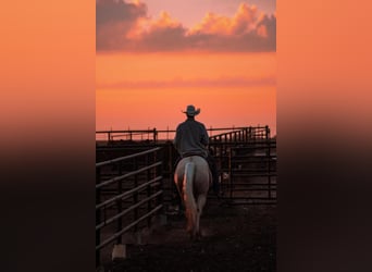 American Quarter Horse, Wałach, 5 lat, 152 cm, Izabelowata