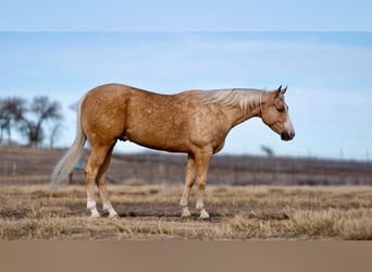 American Quarter Horse, Wałach, 5 lat, 152 cm, Izabelowata