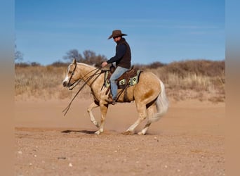 American Quarter Horse, Wałach, 5 lat, 152 cm, Izabelowata