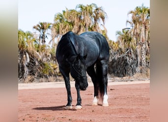 American Quarter Horse, Wałach, 5 lat, 152 cm, Karodereszowata