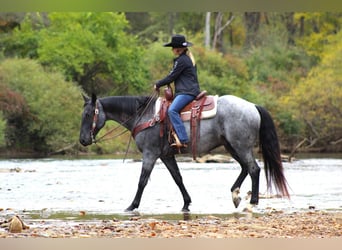 American Quarter Horse, Wałach, 5 lat, 152 cm, Karodereszowata