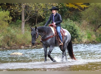 American Quarter Horse, Wałach, 5 lat, 152 cm, Karodereszowata