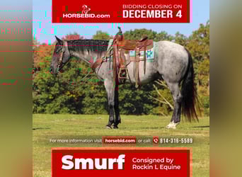 American Quarter Horse, Wałach, 5 lat, 152 cm, Karodereszowata