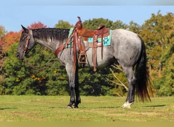 American Quarter Horse, Wałach, 5 lat, 152 cm, Karodereszowata
