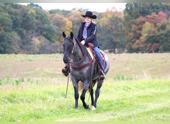 American Quarter Horse, Wałach, 5 lat, 152 cm, Karodereszowata