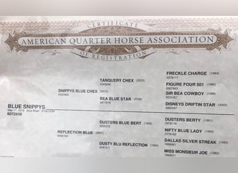 American Quarter Horse, Wałach, 5 lat, 152 cm, Karodereszowata
