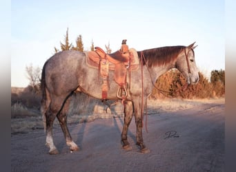 American Quarter Horse, Wałach, 5 lat, 152 cm, Siwa