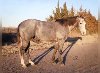 American Quarter Horse, Wałach, 5 lat, 152 cm, Siwa