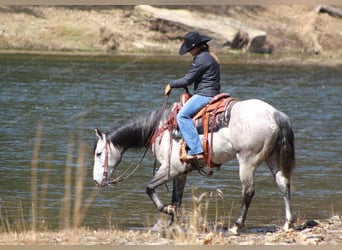 American Quarter Horse, Wałach, 5 lat, 152 cm, Siwa
