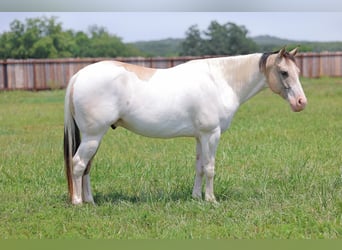 American Quarter Horse, Wałach, 5 lat, 152 cm, Tobiano wszelkich maści