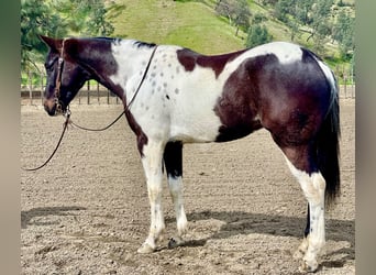 American Quarter Horse, Wałach, 5 lat, 152 cm, Tobiano wszelkich maści