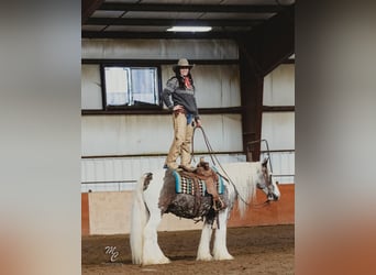 American Quarter Horse, Wałach, 5 lat, 152 cm, Tobiano wszelkich maści