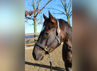 American Quarter Horse, Wałach, 5 lat, 154 cm, Ciemnokasztanowata