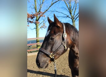 American Quarter Horse, Wałach, 5 lat, 154 cm, Ciemnokasztanowata