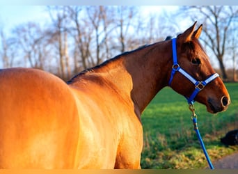 American Quarter Horse, Wałach, 5 lat, 154 cm, Jelenia