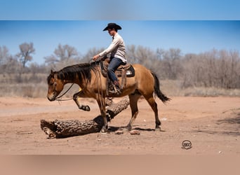 American Quarter Horse, Wałach, 5 lat, 155 cm, Bułana