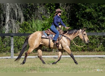 American Quarter Horse, Wałach, 5 lat, 155 cm, Bułana