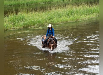 American Quarter Horse, Wałach, 5 lat, 155 cm, Gniada