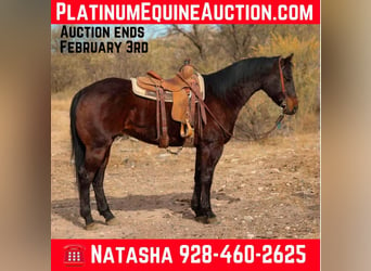 American Quarter Horse, Wałach, 5 lat, 155 cm, Gniada