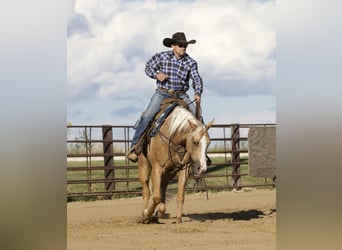 American Quarter Horse, Wałach, 5 lat, 155 cm, Izabelowata