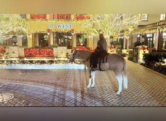 American Quarter Horse, Wałach, 5 lat, 155 cm, Izabelowata