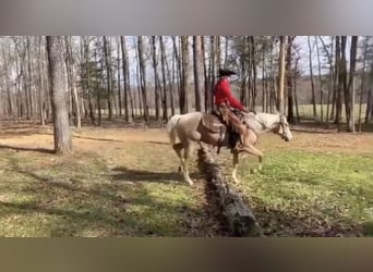 American Quarter Horse, Wałach, 5 lat, 155 cm, Izabelowata