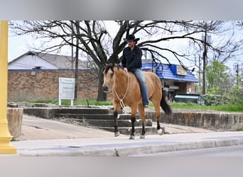 American Quarter Horse, Wałach, 5 lat, 155 cm, Jelenia