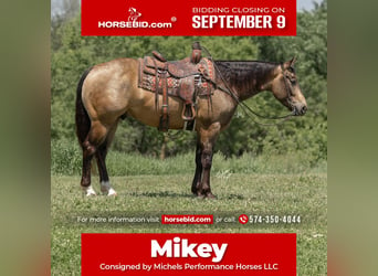 American Quarter Horse, Wałach, 5 lat, 155 cm, Jelenia