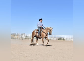 American Quarter Horse, Wałach, 5 lat, 155 cm, Jelenia