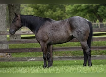 American Quarter Horse, Wałach, 5 lat, 155 cm, Karodereszowata