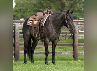 American Quarter Horse, Wałach, 5 lat, 155 cm, Karodereszowata