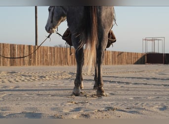 American Quarter Horse, Wałach, 5 lat, 155 cm, Siwa