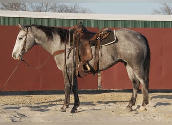 American Quarter Horse, Wałach, 5 lat, 155 cm, Siwa