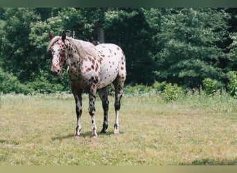 American Quarter Horse, Wałach, 5 lat, 155 cm, Tarantowata