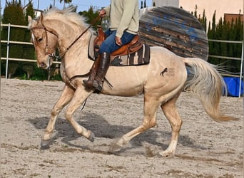 American Quarter Horse, Wałach, 5 lat, 156 cm, Izabelowata