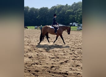 American Quarter Horse, Wałach, 5 lat, 157 cm, Bułana